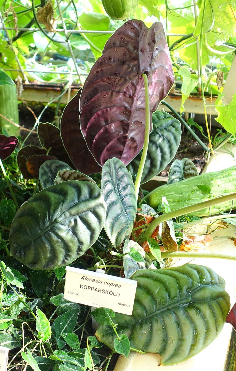 Mirror Plant Alocasia (Alocasia cuprea)