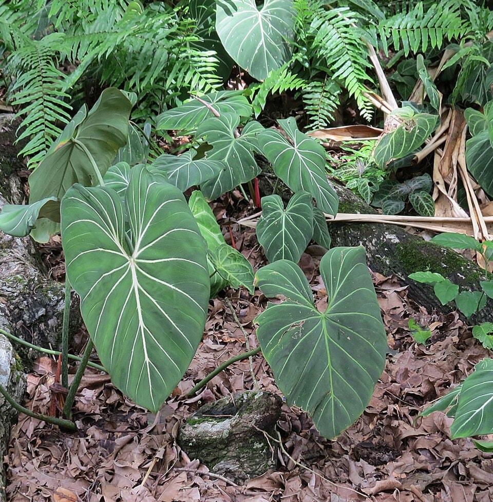 Gloriosum philodendron (Philodendron gloriosum)